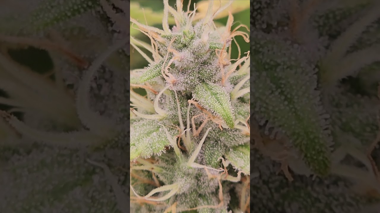 Schaut euch diese #Trichome an #growrun #growshort #growth #hempbenefits #growshorts #weedgram