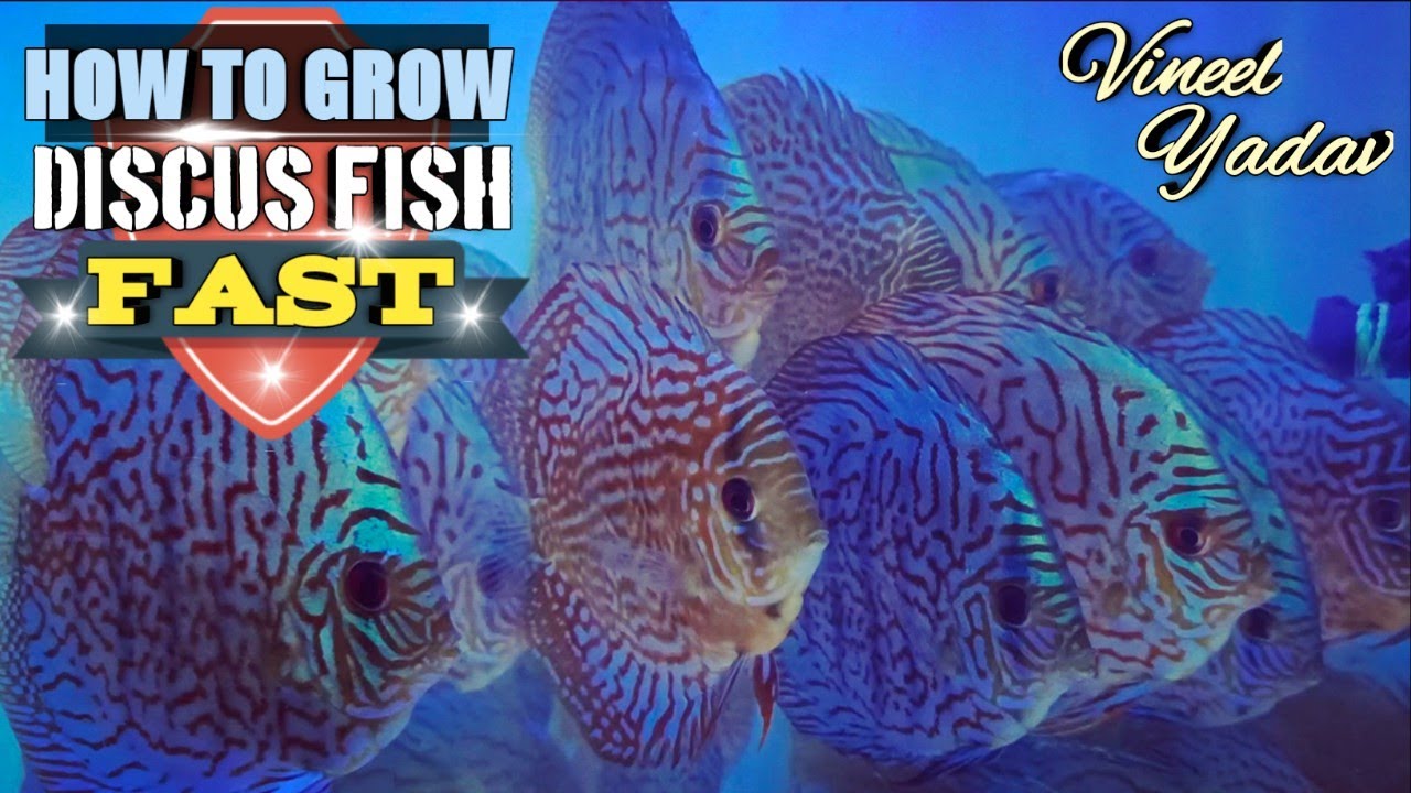 How to grow discus fish fast | vineel yadav | how to keep discus fish | discus fish | discus ninja