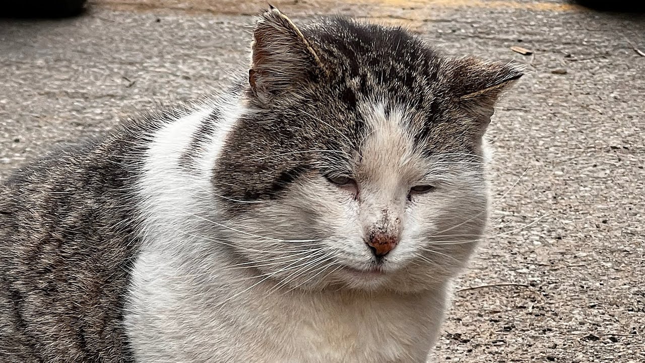'Loner' street cat finally retires indoors
