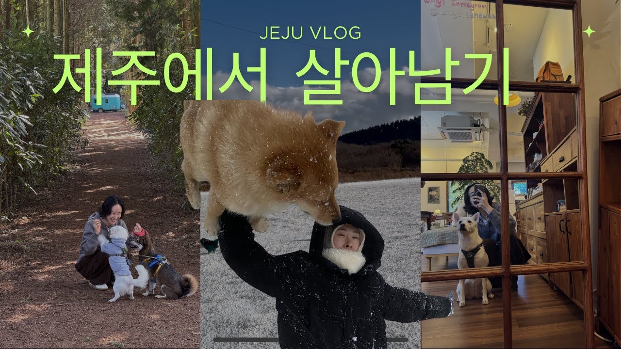 이번겨울도 제주에서 잘 살아남았다 (비밀의숲ㅣ풍림다방ㅣ제주참숯가마ㅣ삼겹살동동ㅣ윌리스ㅣ술담)