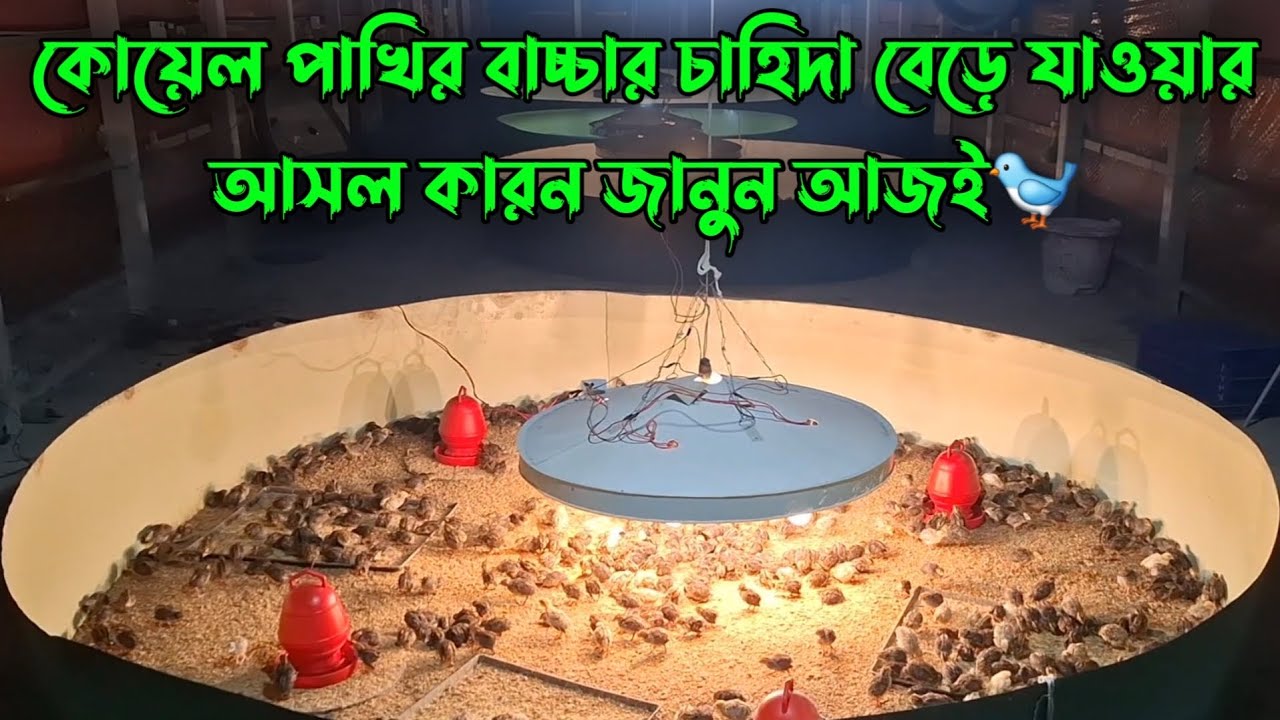 হঠাৎ করে প্রচুর বেড়ে গেল কোয়েল পাখির বাচ্চার চাহিদা 😱 কেন এমন হলো?