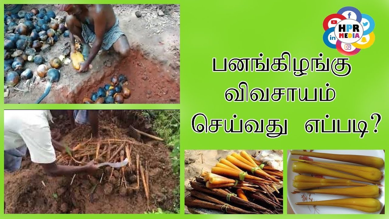 பனங்கிழங்கு விவசாயம் / Indian Famous Food Cultivation Palmyra Sprout / Panai Kizhangu / HPR Media