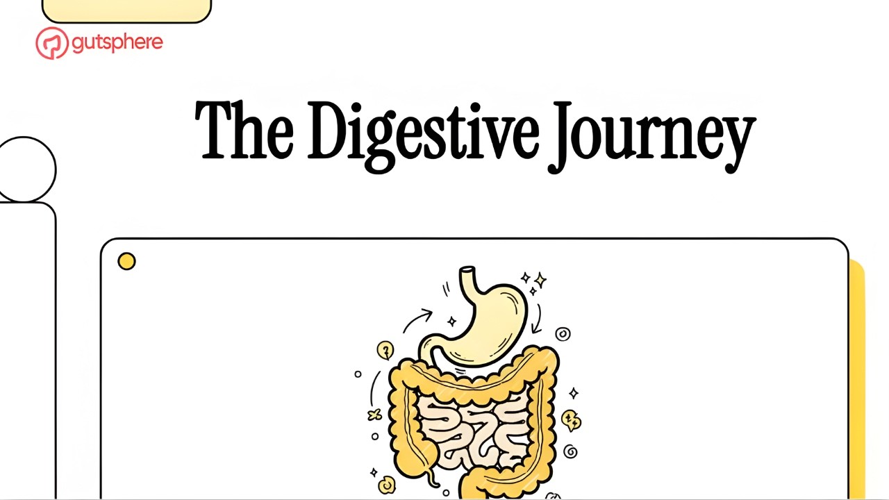 How Your Digestive System Actually Works (From Mouth to Colon)