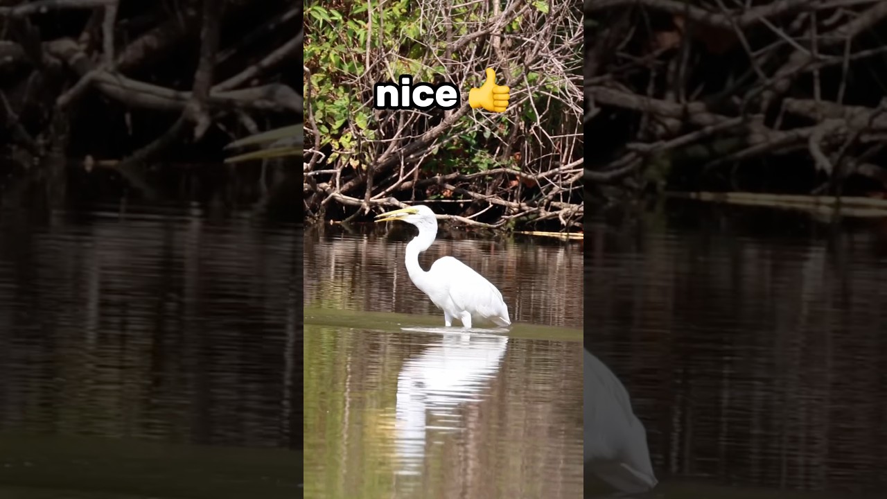 I tried bird watching&hellip;