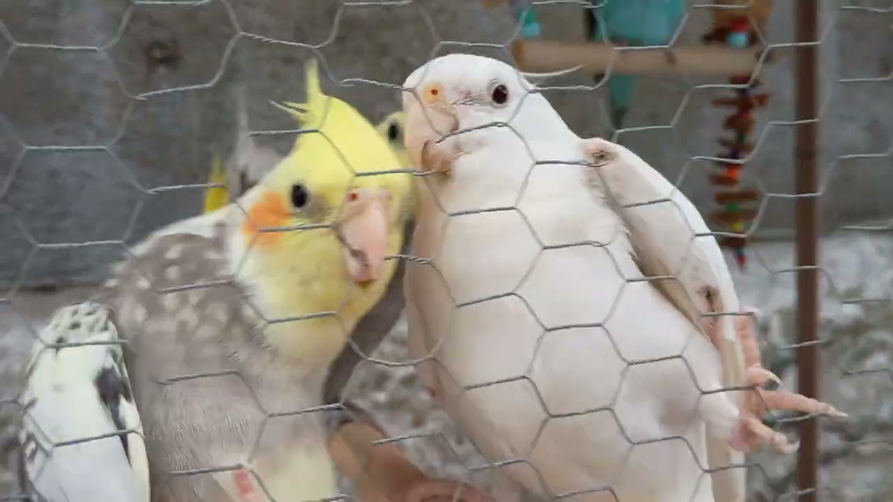 Posso colocar várias aves juntas num só viveiro?