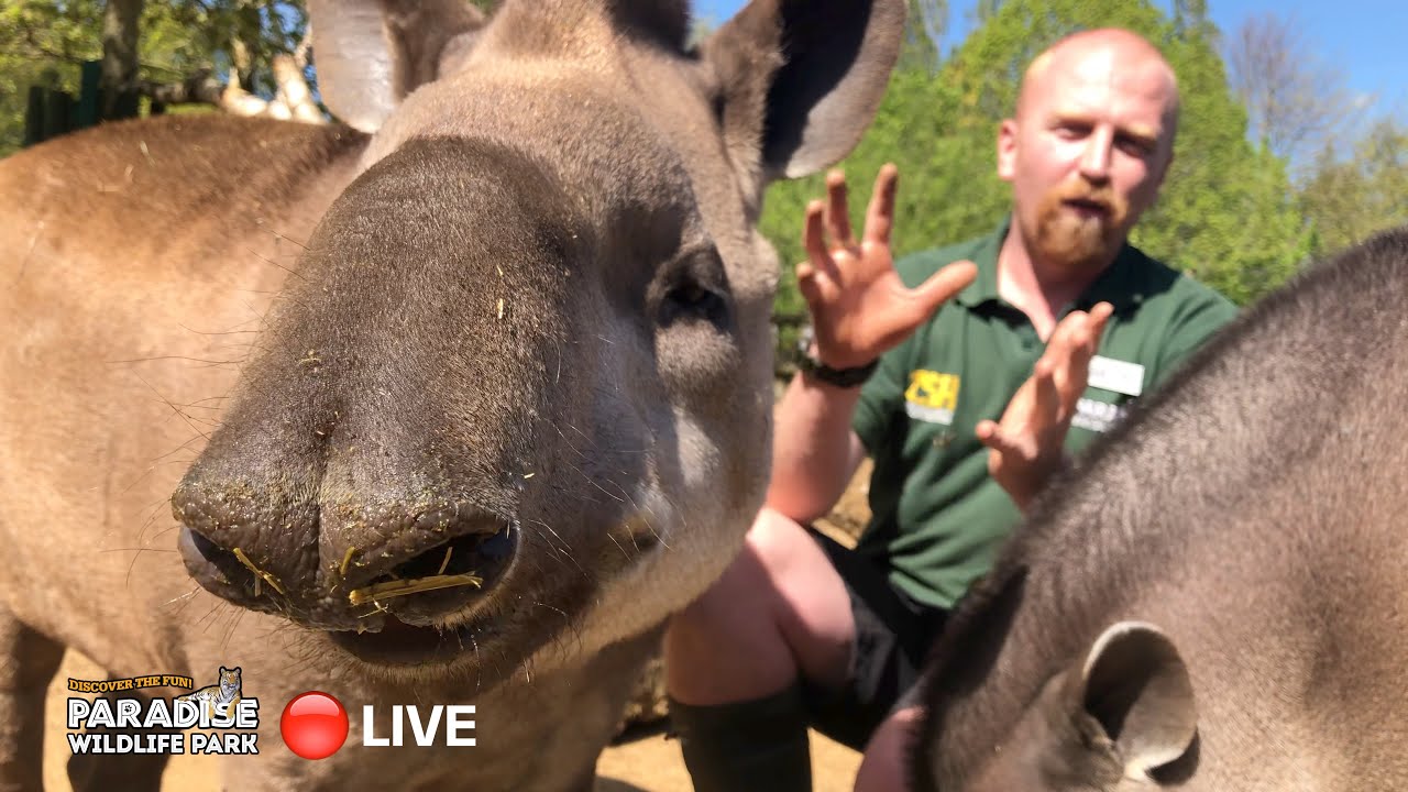 🔴 LIVE at the ZOO: Brazilian Tapirs!