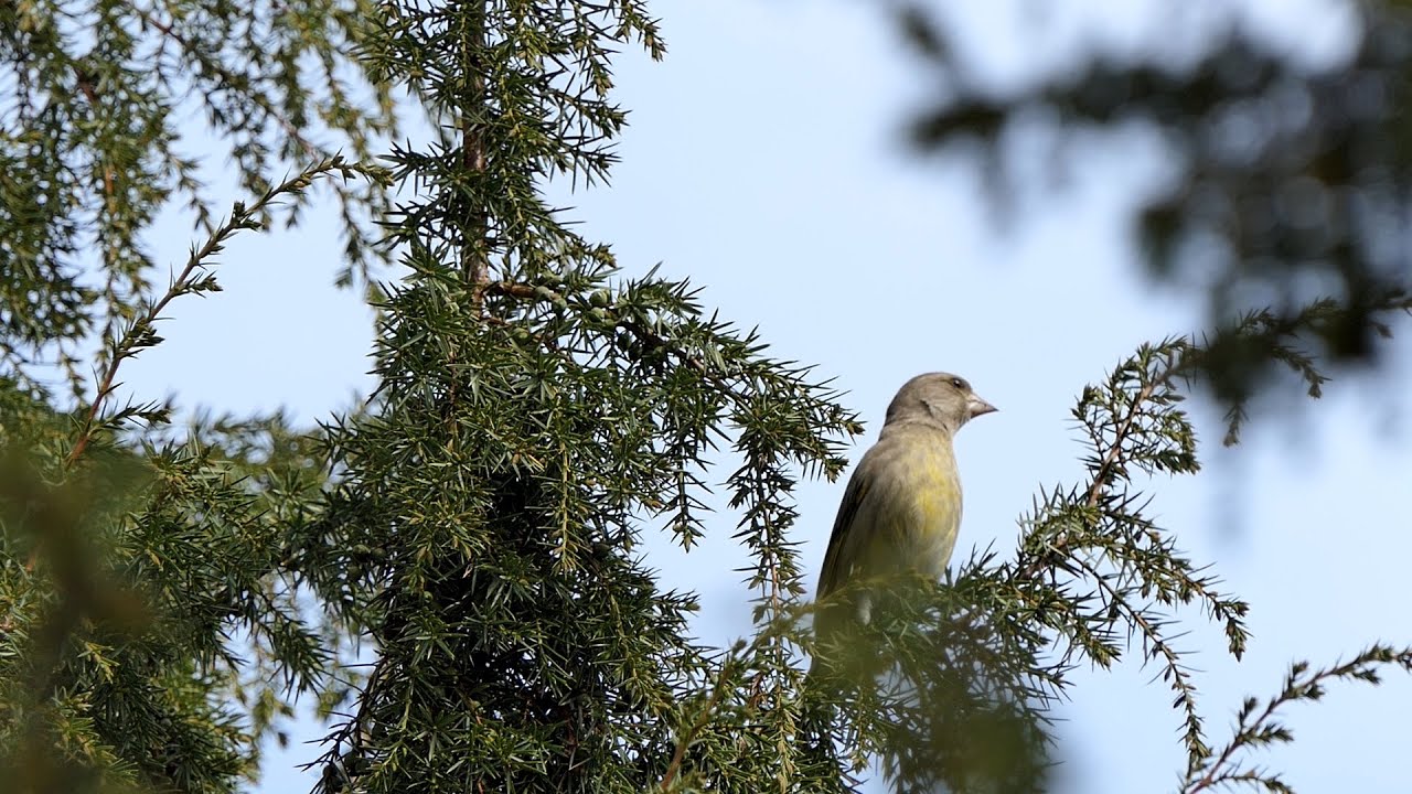 Dzwońce budują gniazdo. Greenfinches building their nest