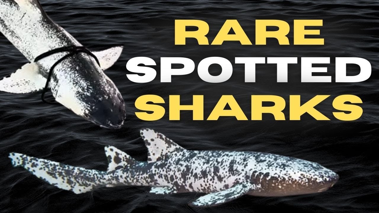 10 Incredibly Rare Animal Colour Morphs - Part 3