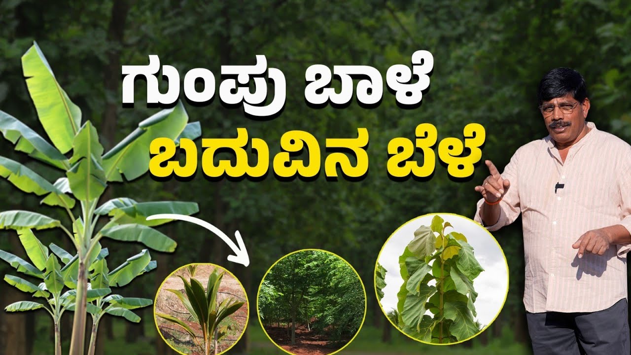 ಗುಂಪು ಬಾಳೆ - ಗುಂಪು ಬಾಳೆಯೊಂದಿಗೆ ಬದುವಿನ ಬೆಳೆ  ಎಷ್ಟು ಲಾಭದಾಯಕ ? - Part 3