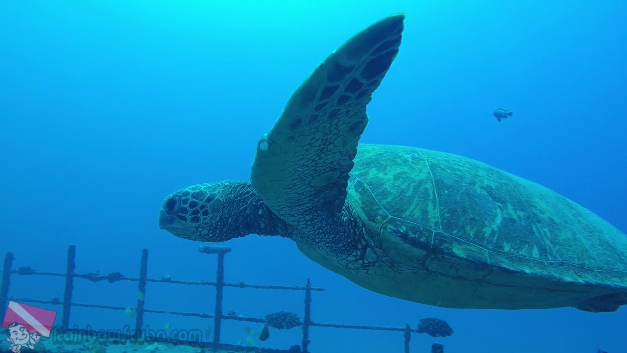 Sea Tiger Exploration Honolulu Hawaii - vlog 267