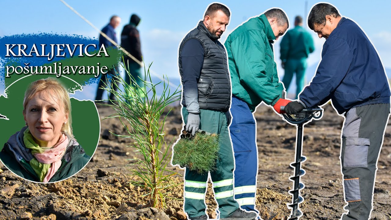 POČELO POŠUMLJAVANJE KRALJEVICE - 2500 sadnica crnog bora