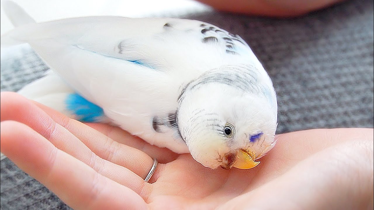 What REALLY Happened to My Budgie...