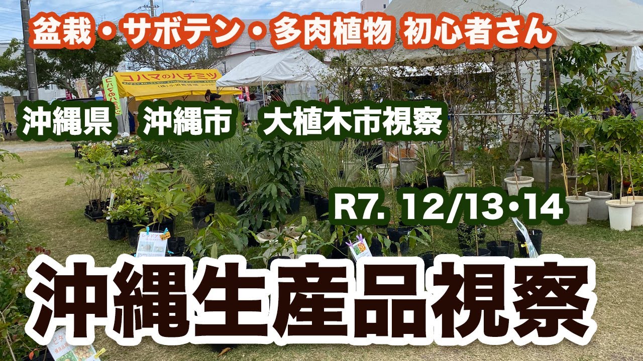 『琉球盆栽』沖縄ソテツ、令和７年１２月沖縄県大植木市視察