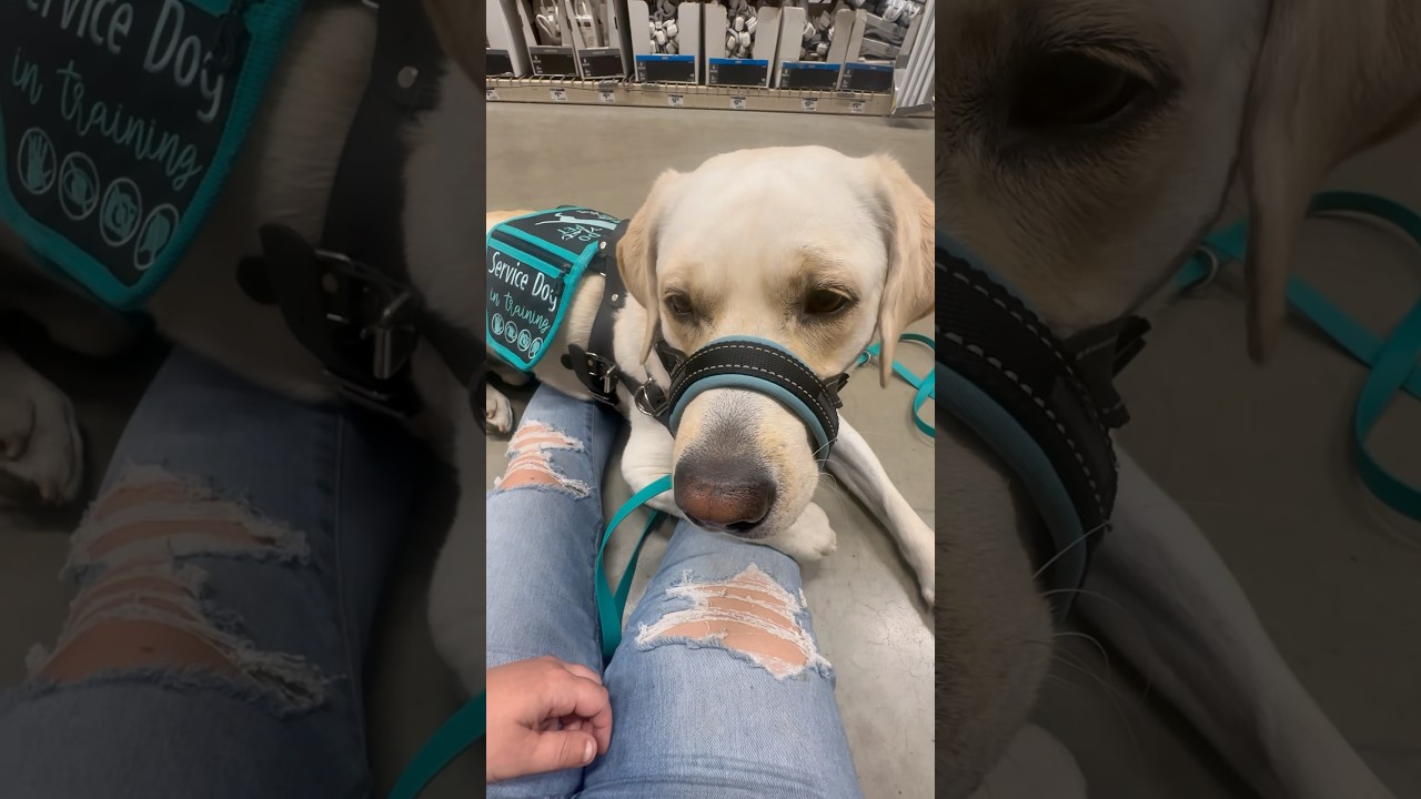 Service dog saves owner!! #servicedog #dog #dogtraining #youtubeshorts #shorts