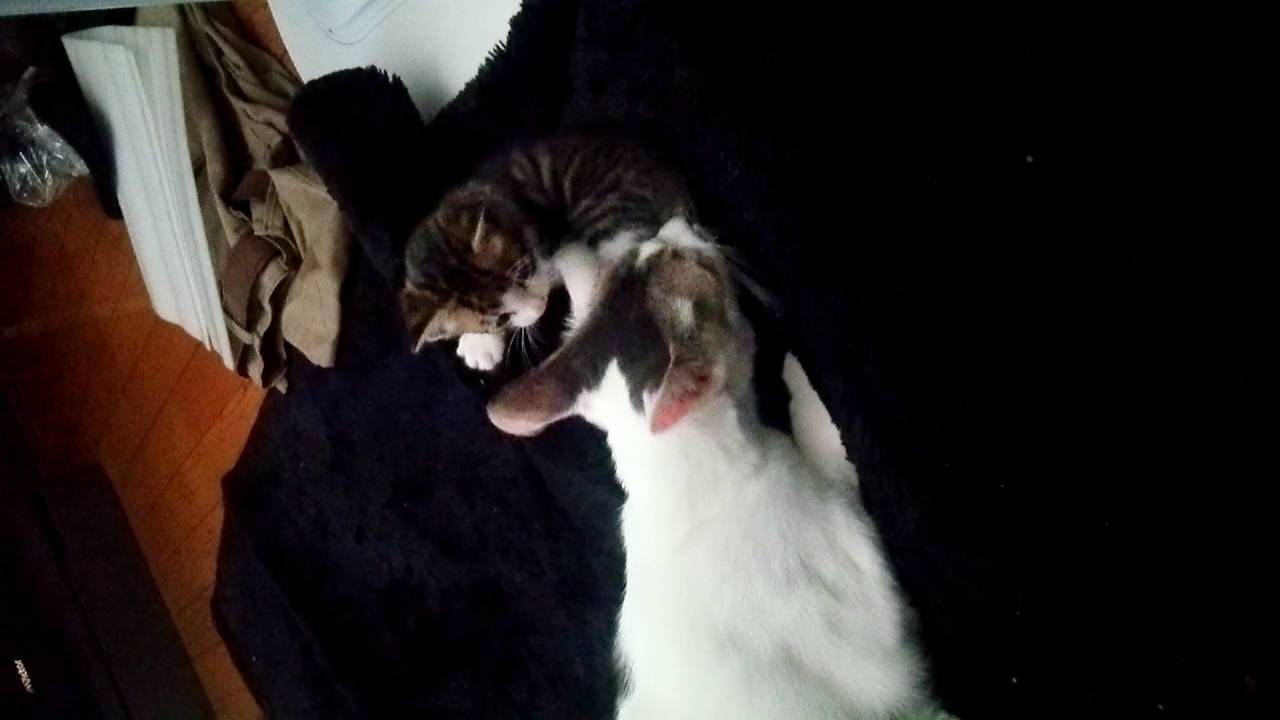 やり過ぎな親猫