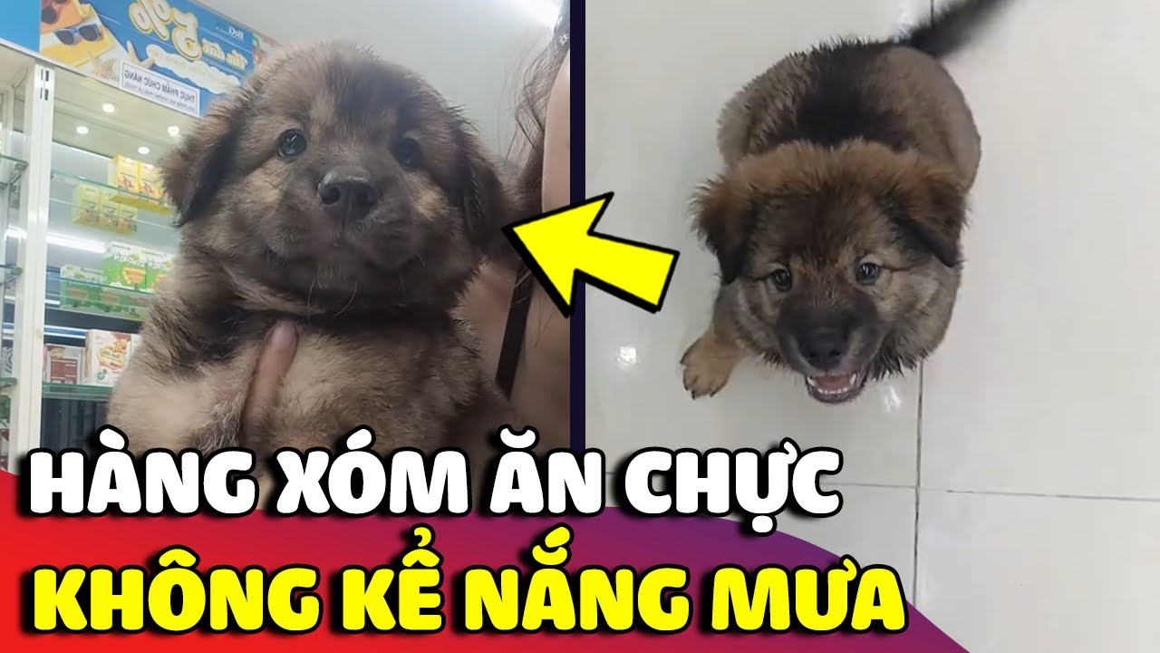 Chú cún nhà 'HÀNG XÓM' ngày nào cũng đội mưa để qua 'XIN ĂN CHỰC' 😂 | Gâu Đần