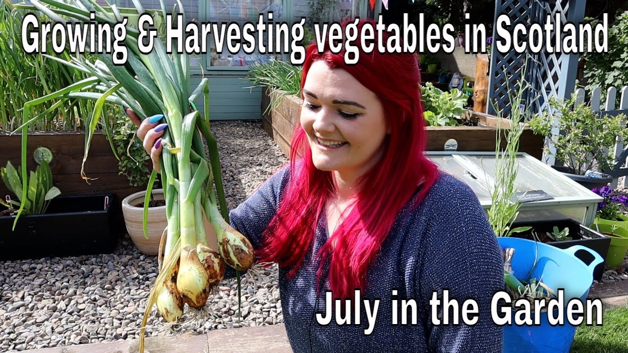 July in my Scottish Garden. Growing tips and what to harvest / MoggyBoxCraft