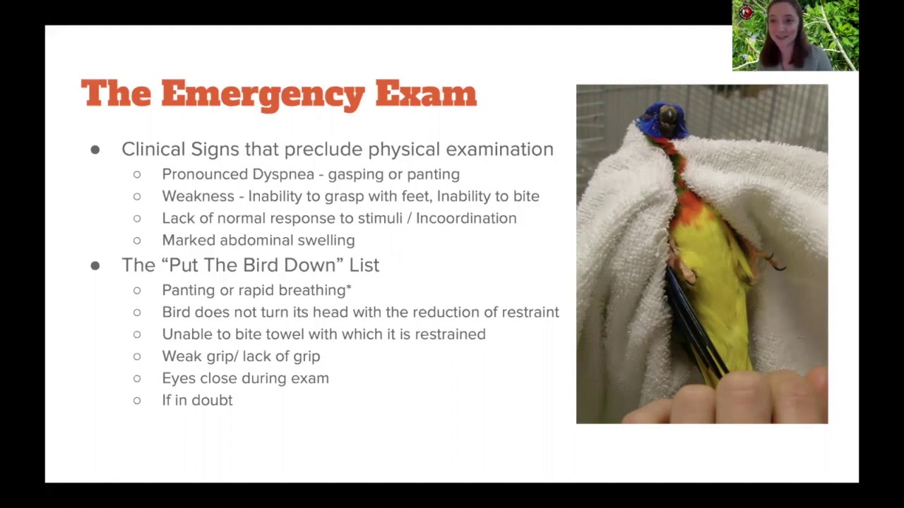 Avian Emergencies: What to do, when, and why - Dr. Currie Carothers, DVM