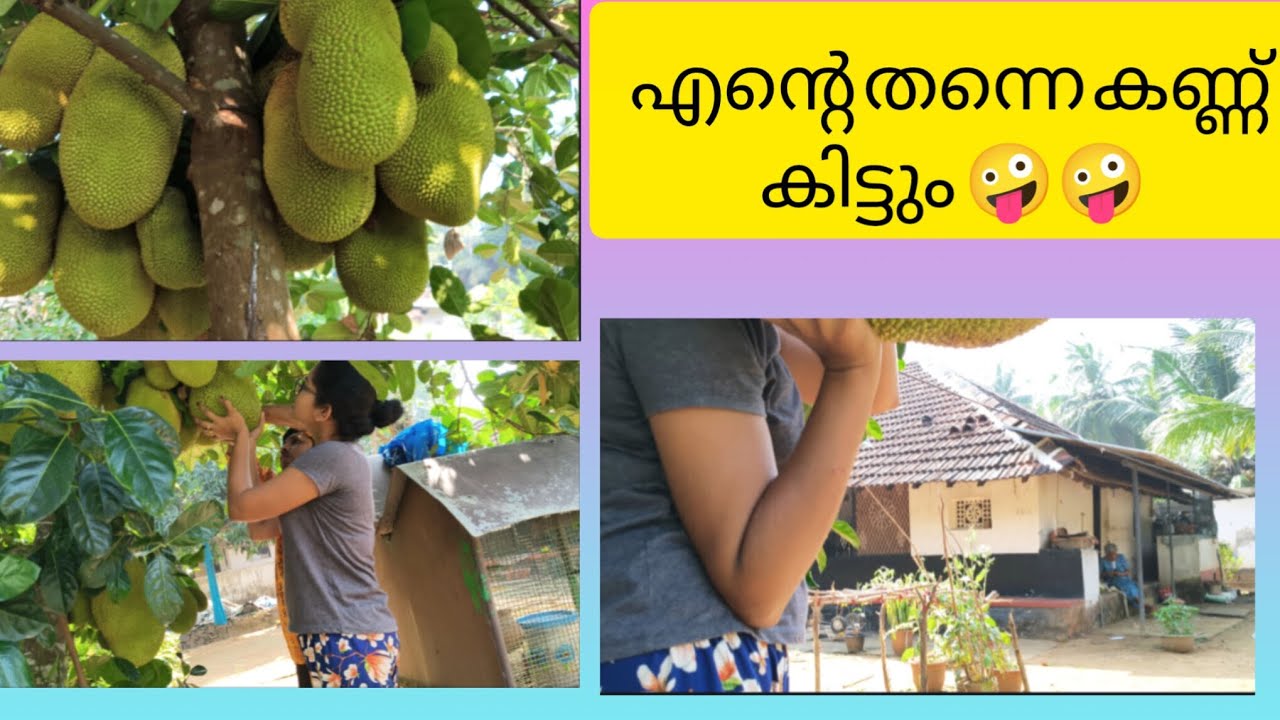ആക്രാന്തം മൂത്താൽ ഇങ്ങനെ ഇരിക്കും 🤪😆🤪😩😩 #jackfruit #fruit 
