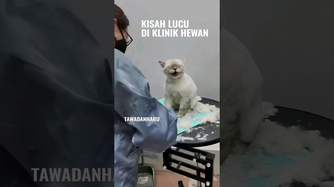 Dokter Vs Kucing