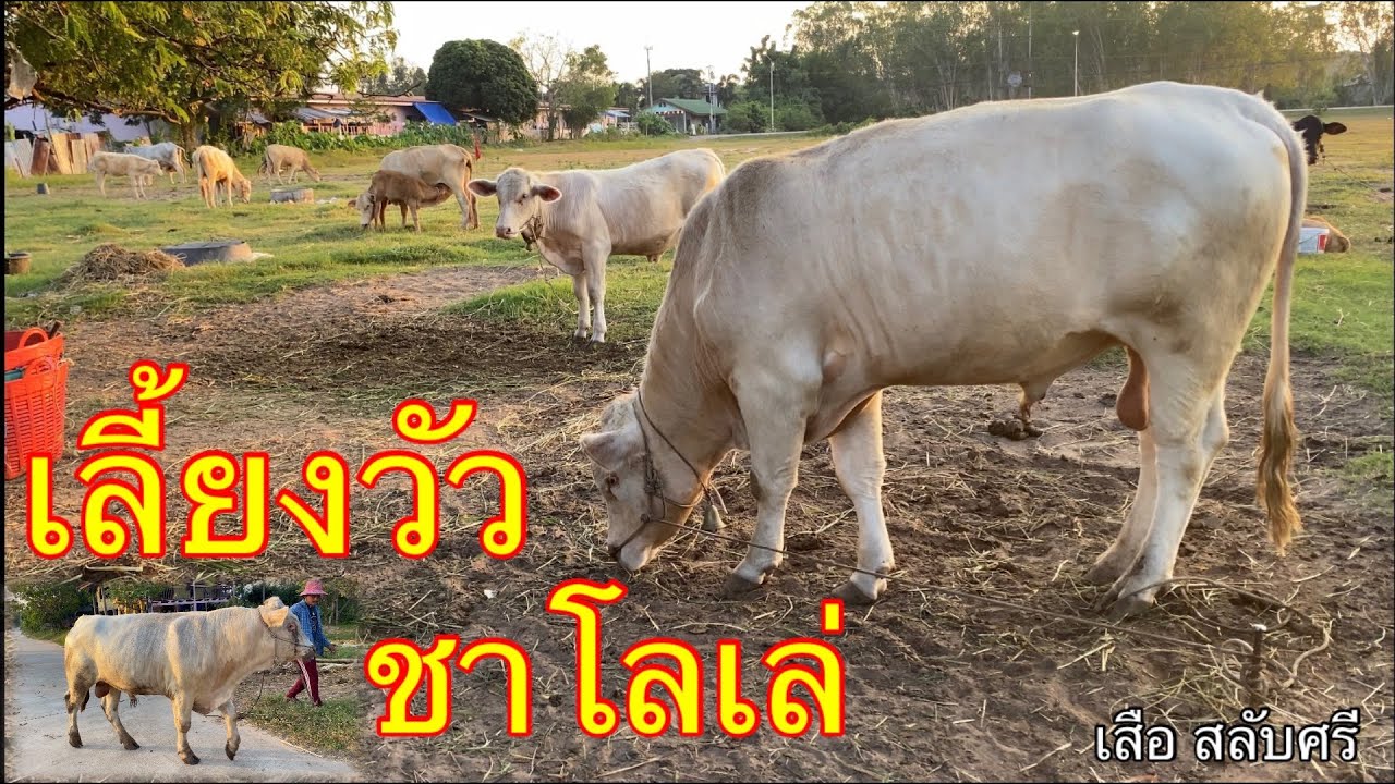 เลี้ยงวัวชาโรเล่ แบบปล่อยไร่ทุ่งประหยัดต้นทุน สร้างรายได้ให้เกษตรตลอดทั้งปี #เลี้ยงวัว #วัวชาโลเล่