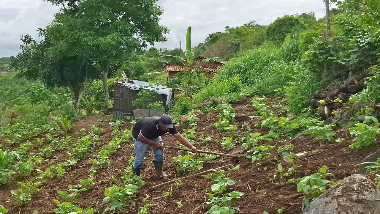 Limpando a minha roça de feijão de corda no quintal da minha casinha 