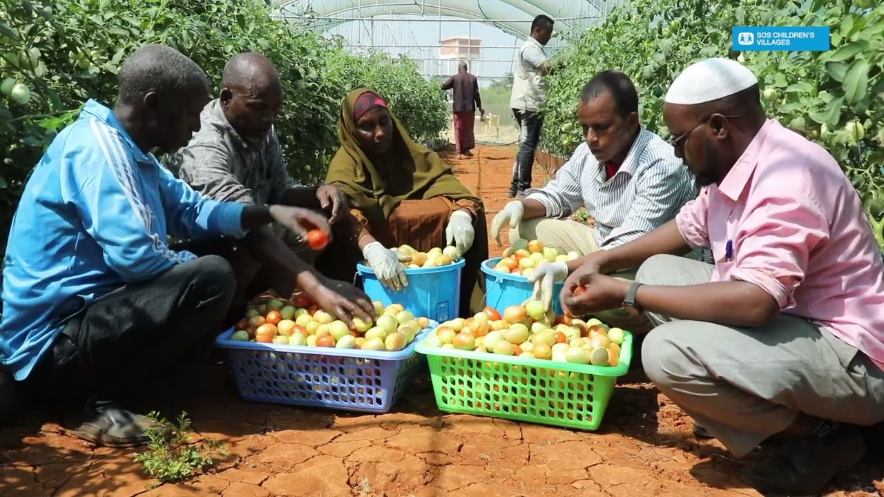 Smart (Hydroponic) farming in Baidoa-Somalia