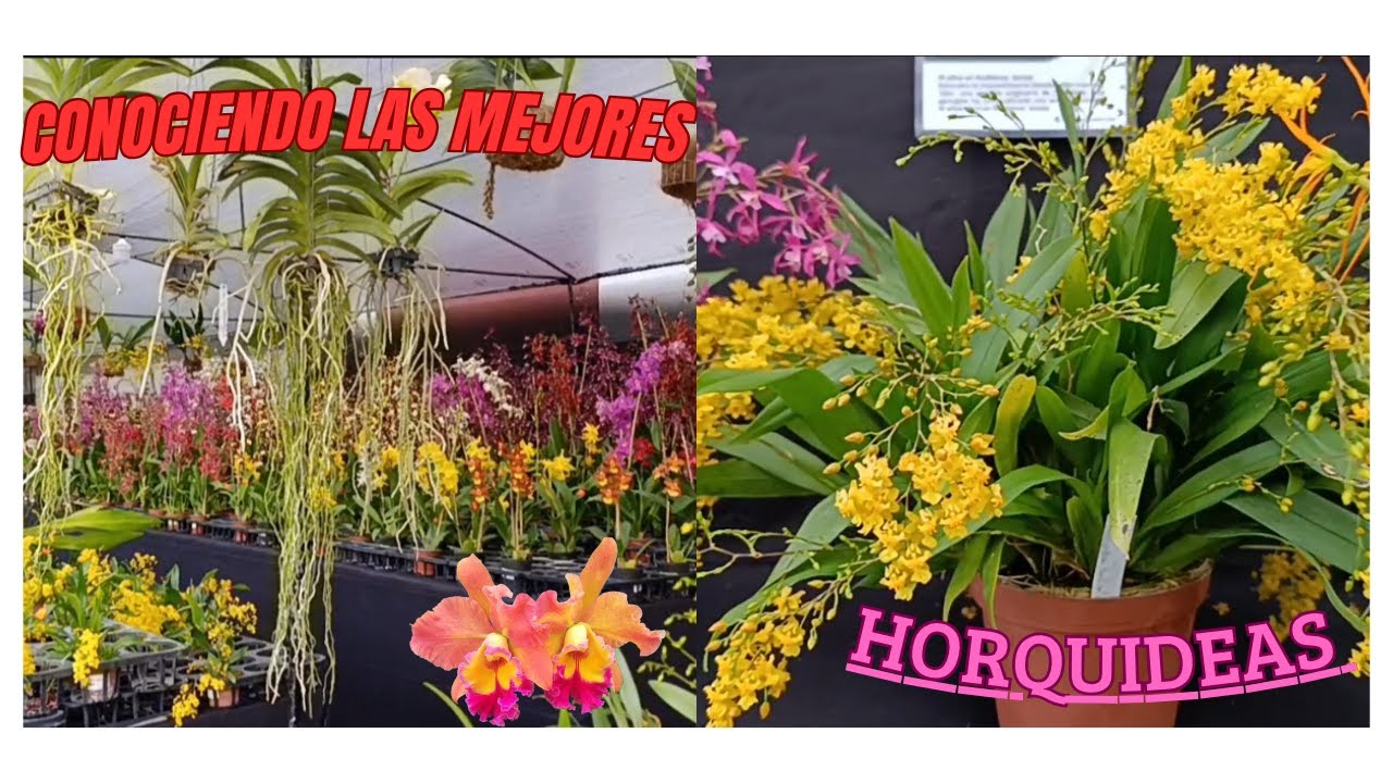 visitando las mejores horquides