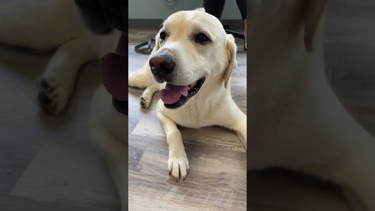 Cute Dog Rocks Mohawk & Acupuncture at Vet Clinic #shorts