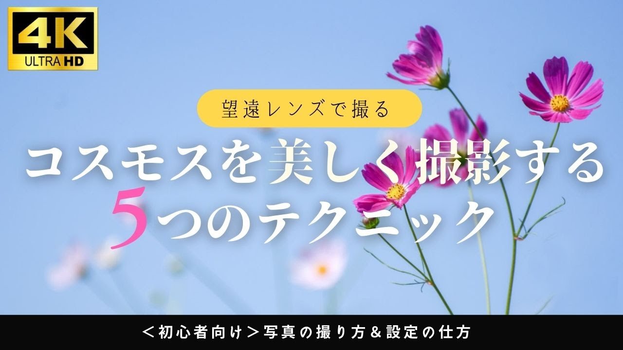 #160 望遠レンズでコスモスを美しく撮影する5つのテクニック｜カメラ初心者でも真似できる撮り方のコツ