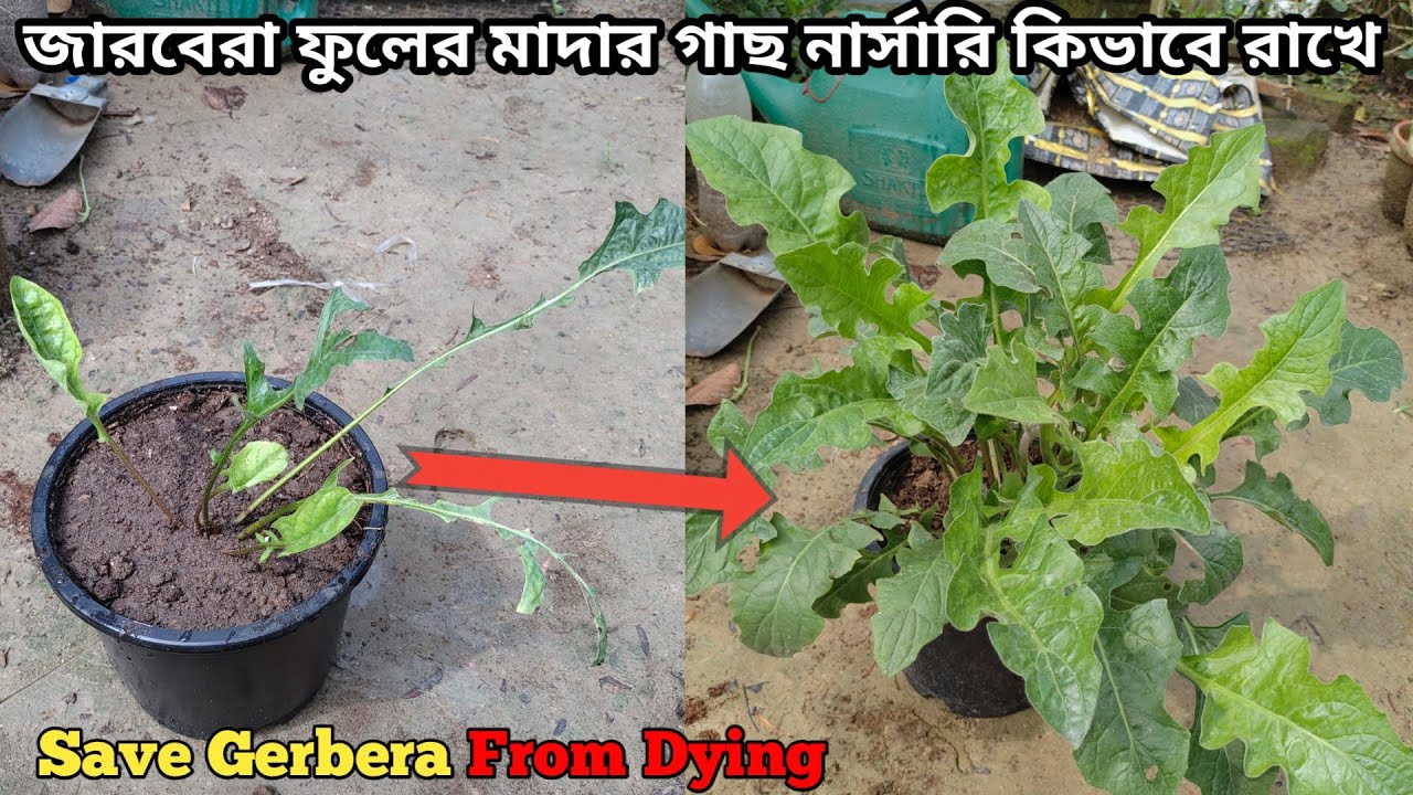 Easy Process For Gerbera Mother Plant Care At Home || How To Save Gerbera From Dying ||Gerberaplant