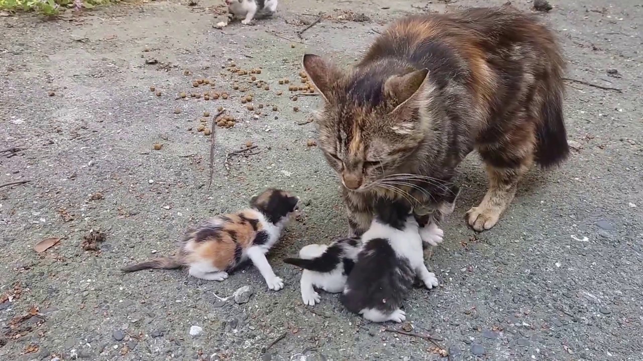 Котята очень громко мяукают маме - кошке