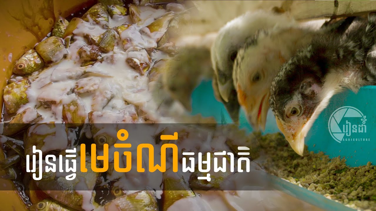 របៀបធ្វេីមេចំណីធម្មជាតិដែលមានគុណភាពខ្ពស់/How to make natural chicken feed