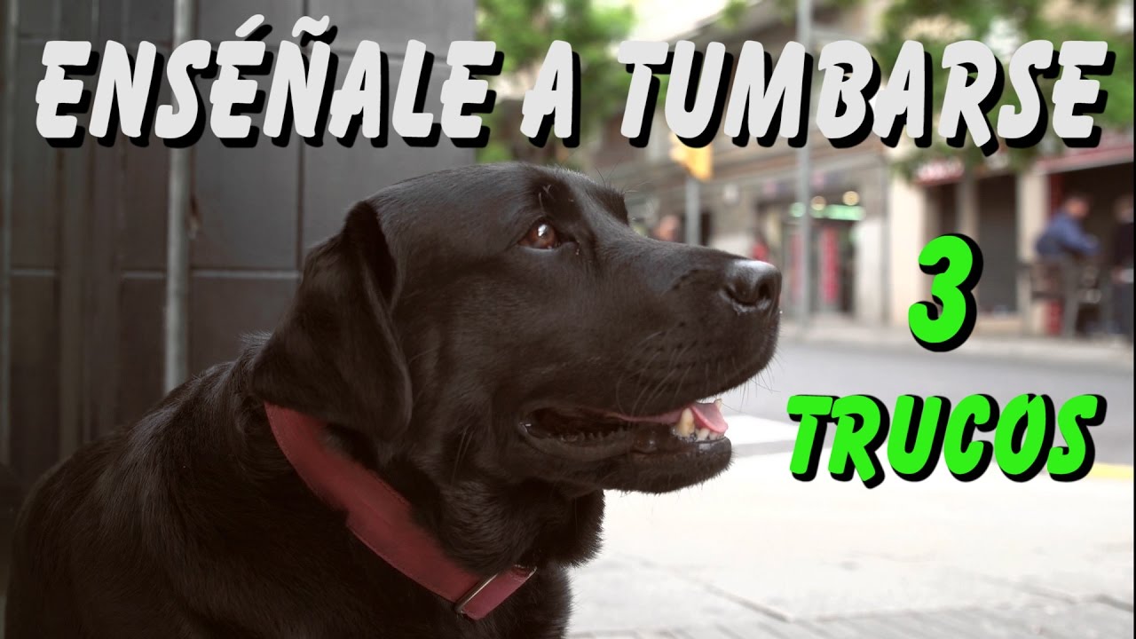 C&oacute;mo Ense&ntilde;ar a tu Perro a Tumbarse Adiestramiento B&aacute;sico en Obediencia