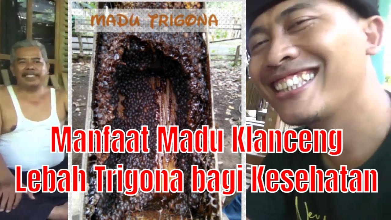 Manfaat Madu Klanceng Lebah Trigona Kelulut bagi kesehatan