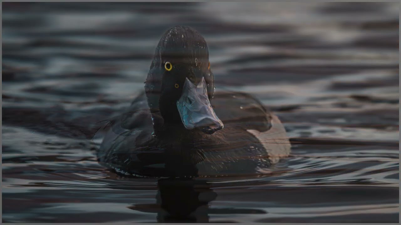Stover Lake bird slideshow