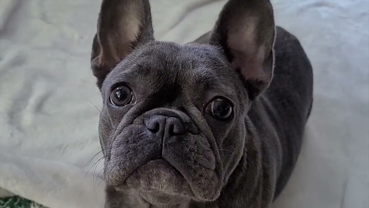 Conversations with my Frenchie | Azura's Happy Dance