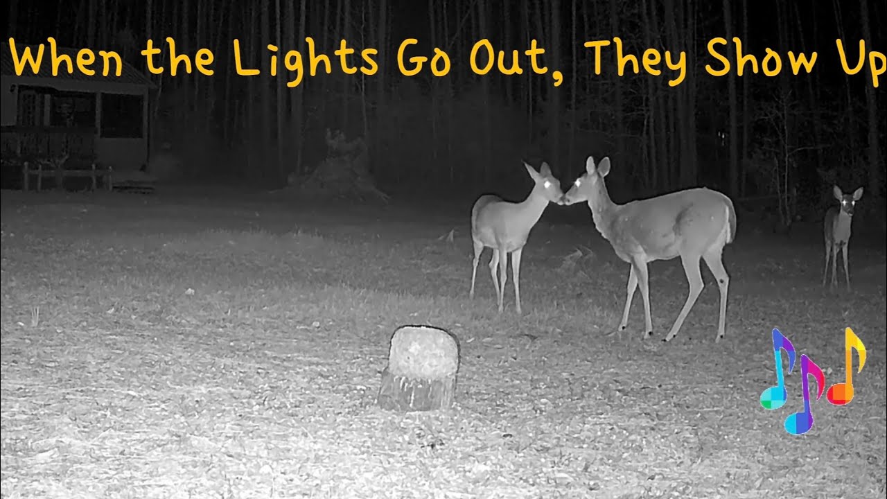 The Fawn‑ish Five After Hours #nature #wildlife