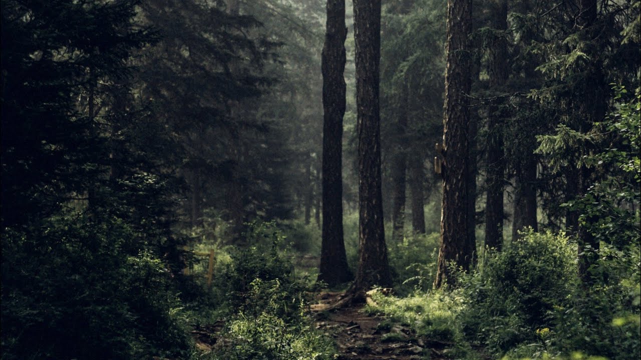 The Backrooms | Level N-4: Forestscape | 25 Minutes of Ambience