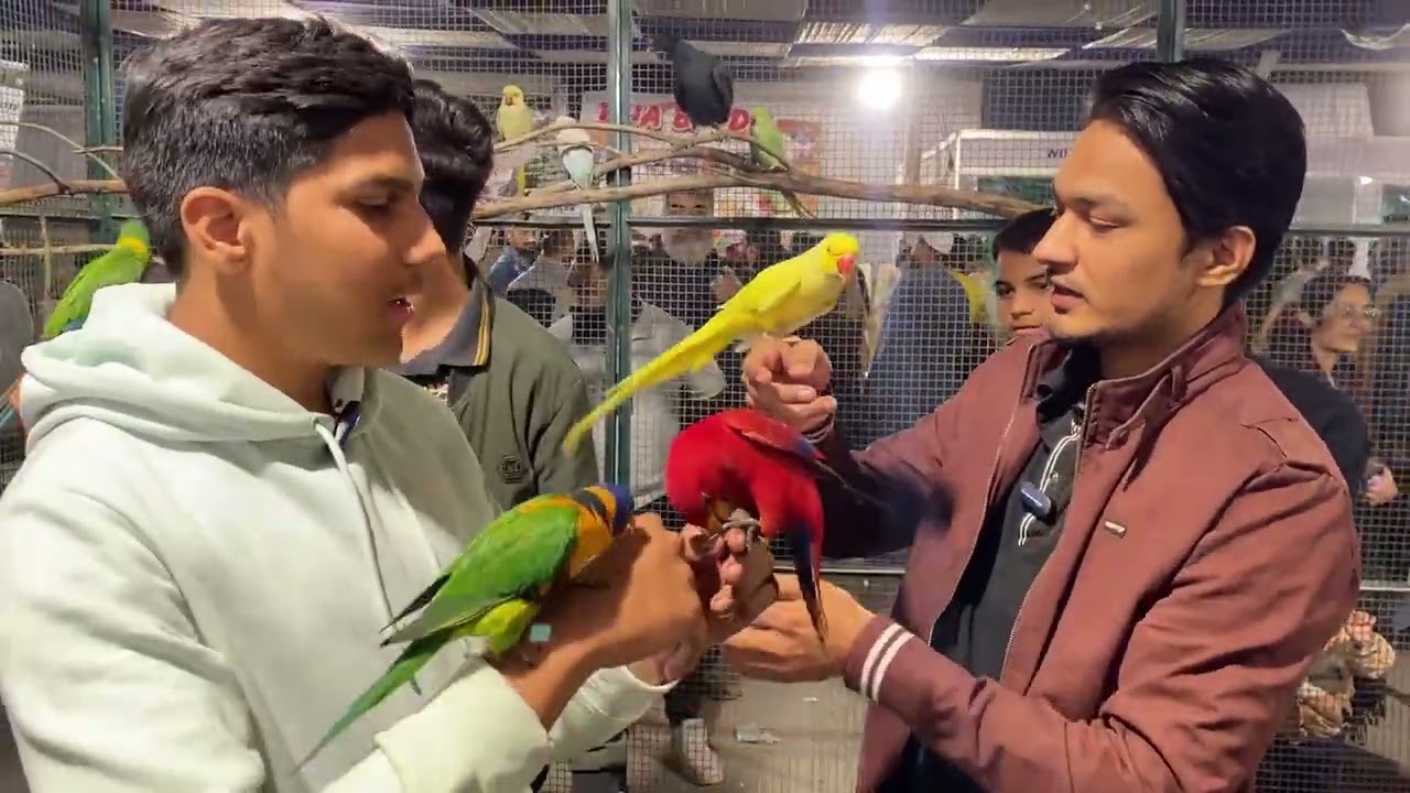 Expo Center Karachi Birds Show | Rare & Exotic Parrots Collection | Nexus Birds