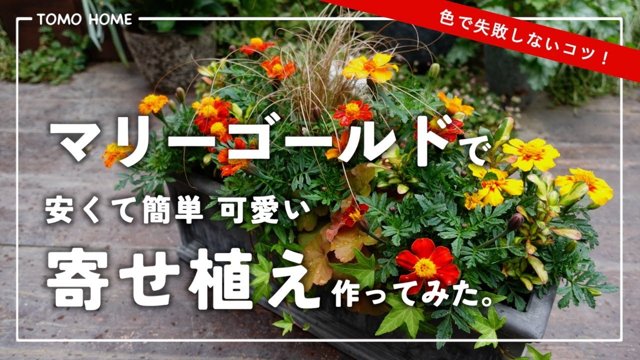【誰でも簡単で映える】マリーゴールドで寄せ植えを作ってみた【色の合わせ方】