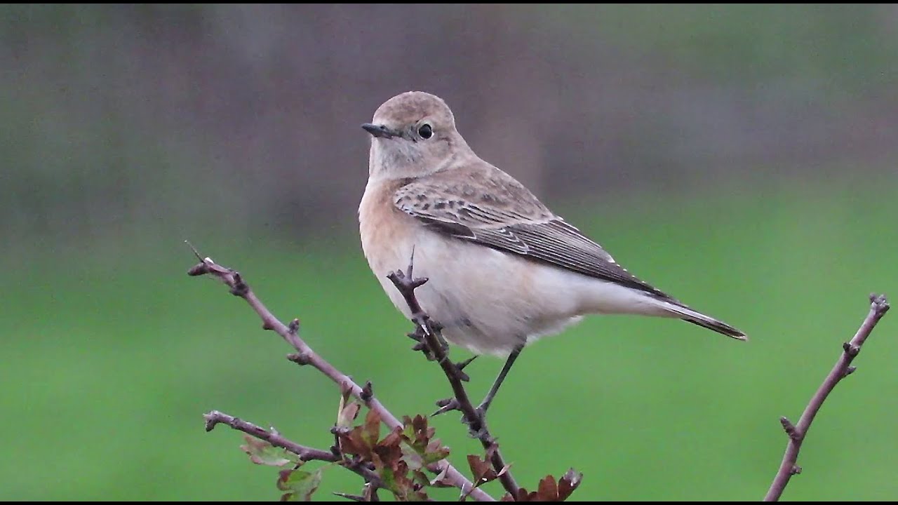 Pied Wheatear - Oenanthe pleschanka - Bonte Tapuit / Zwin - Knokke -  Belgium / November 4, 2025