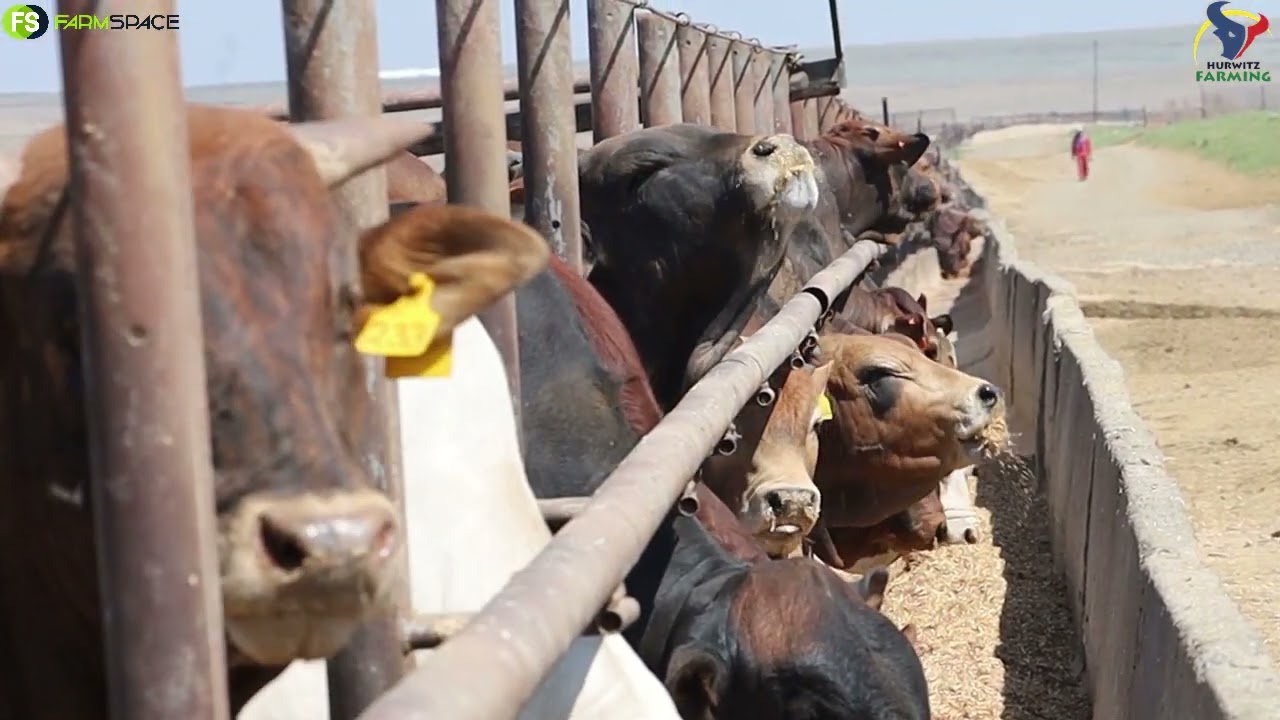I spoke to Simeon Hurwitz about the Boran in cross-breeding, feedlots and the use of Boran Bulls.