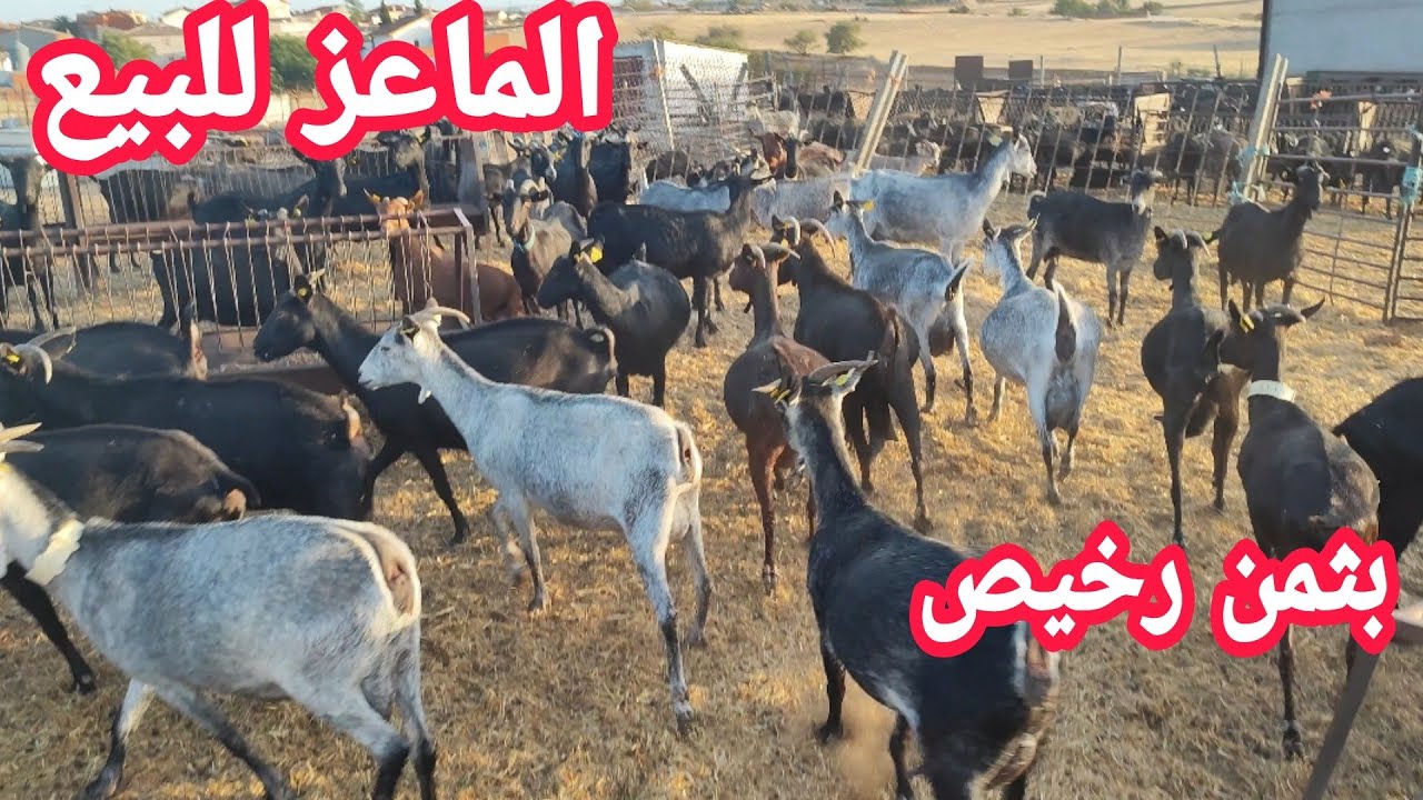 الماعز المورسيانو الاسباني زيارة مزرعتين للشراء والثمن رخيص لعدة أسباب