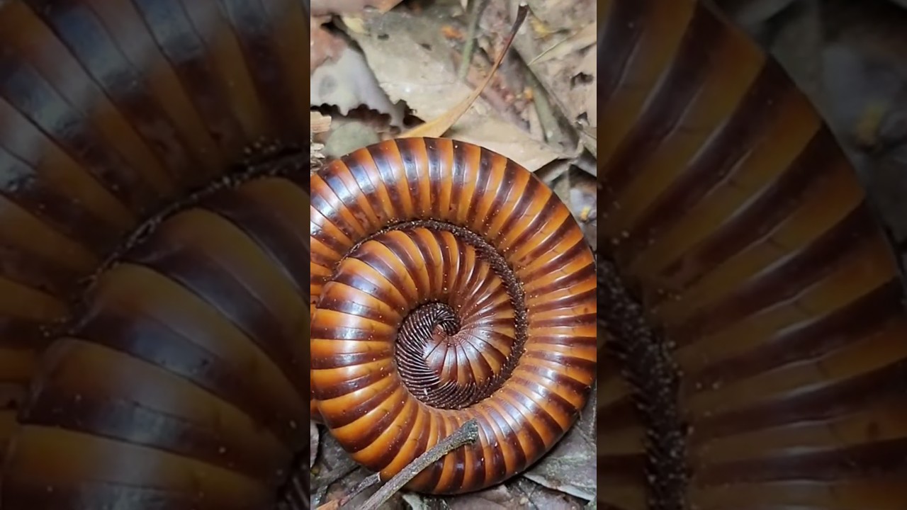 Amazing Giant Millipede Close-up (Archirostreptus Gigas) #millipedes @mrkimsan