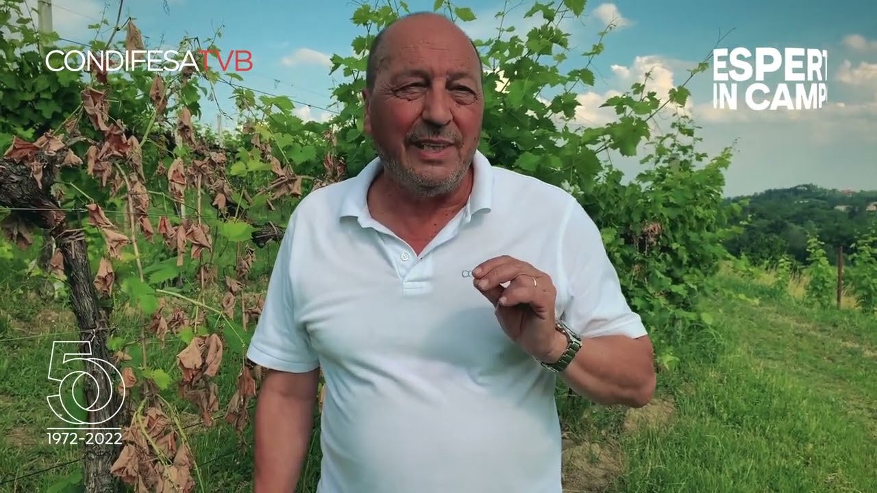 Fioritura e flavescenza dorata della vite
