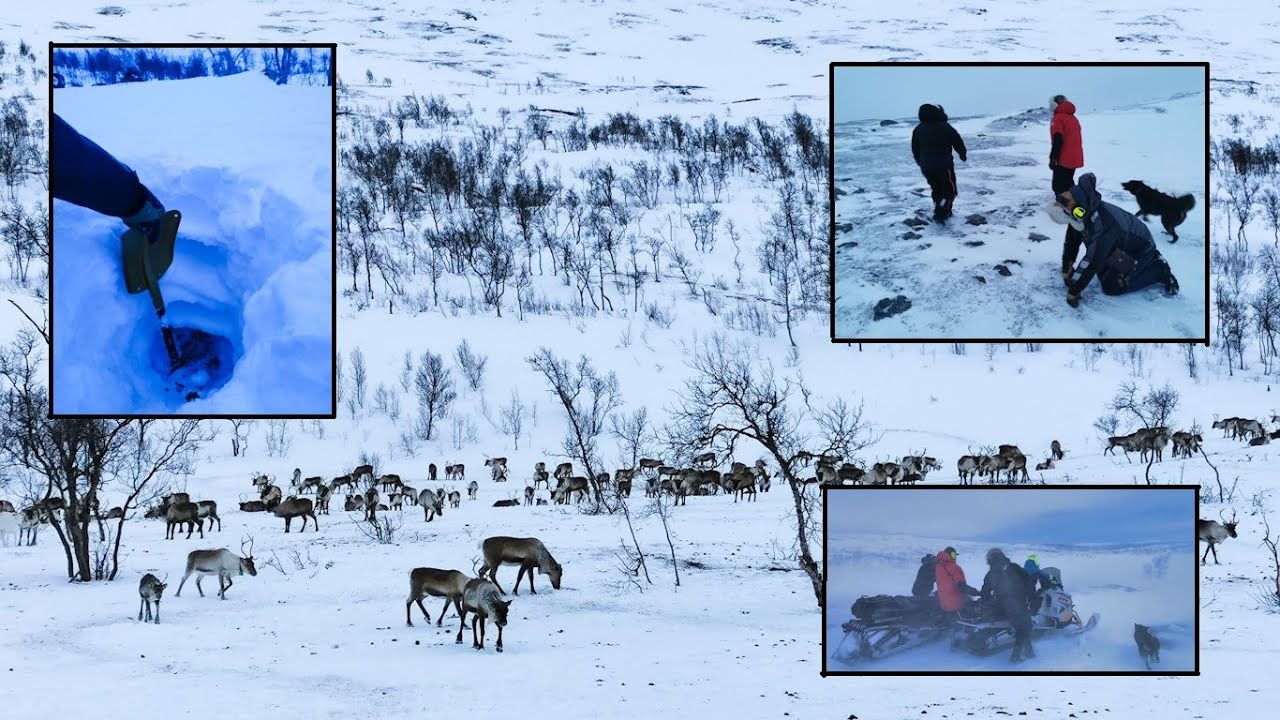 Exciting, Windy WinterExpedition to Balvatn, Saltfjellet and Ildgruben - March 2024 - Crisis Survey