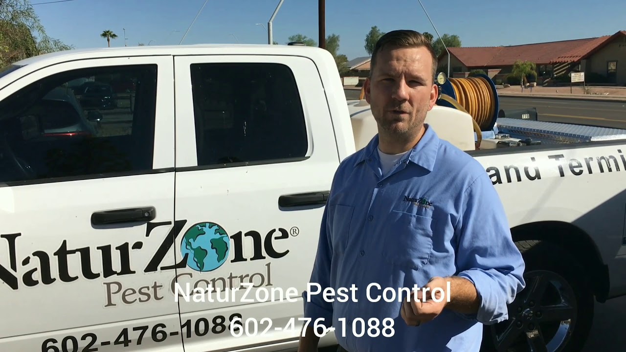 Do Termites Eat Grass?! Phoenix / Scottsdale Termite Control NaturZone Pest Control