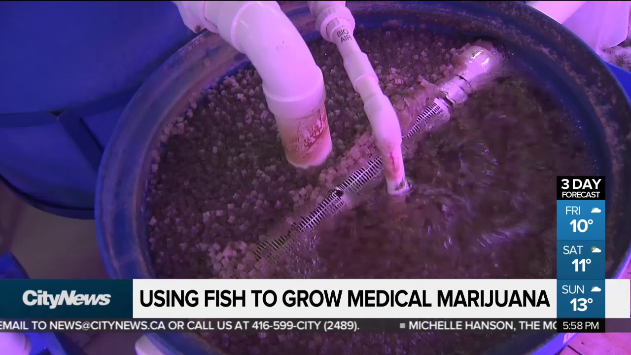 Using fish to grow medical marijuana