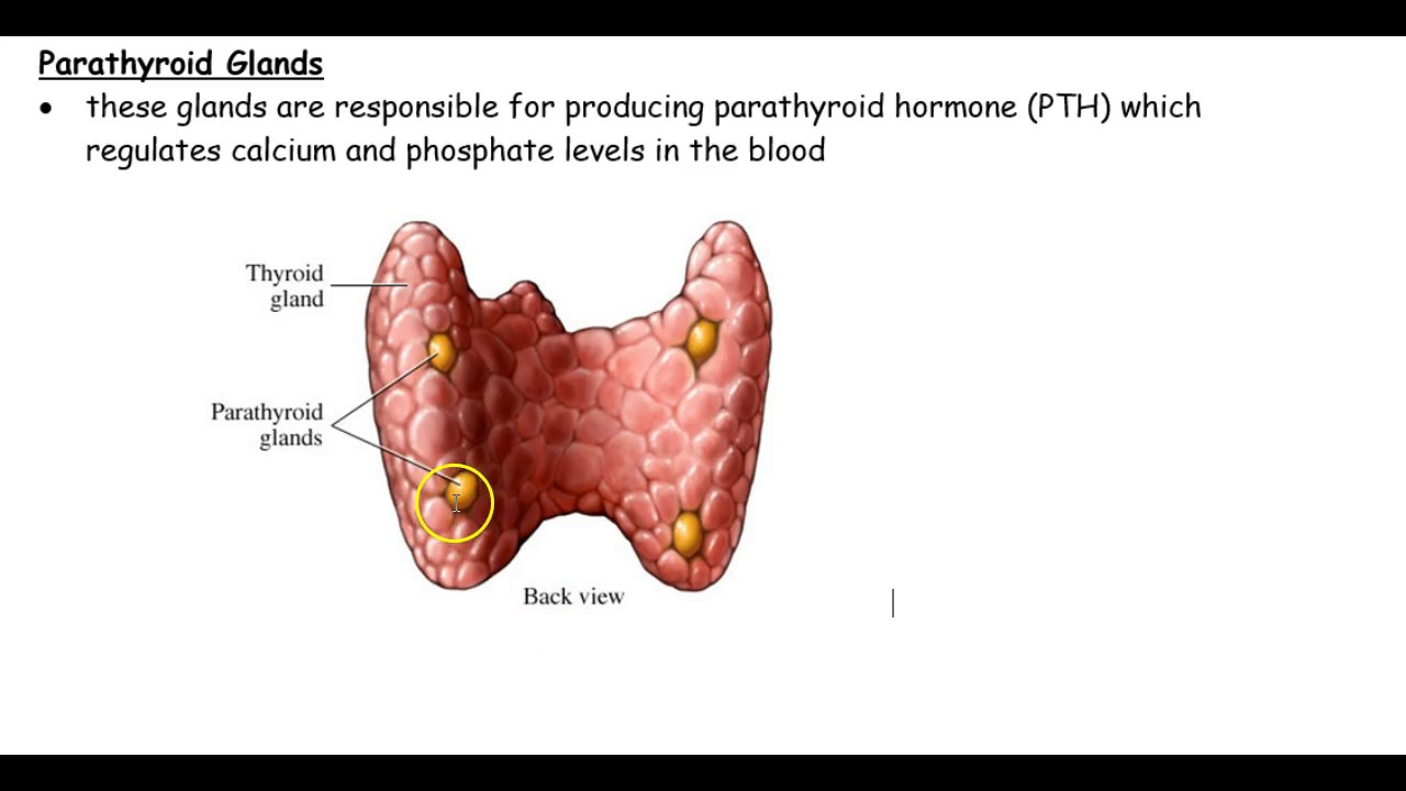 Hormones That Affect Metabolism